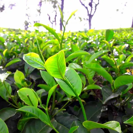 Green Paradise-3