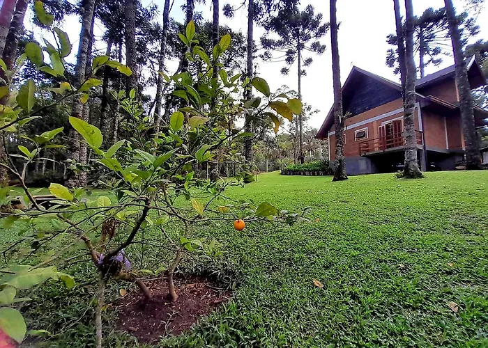 Bosque das Araucárias