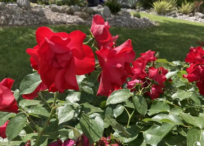 Villa Lisa - La Quiete E Il Profumo Del Mare