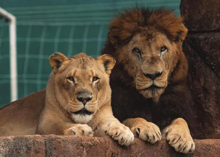 Lions View Accommodation