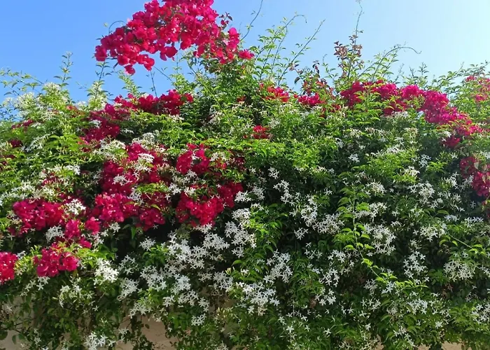 Apartment Sleeps 4 In A Villa 100M From The Sandy Sea
