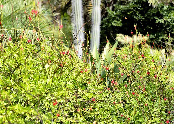 Red Palm Village