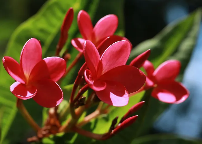 Casa Frangipani
