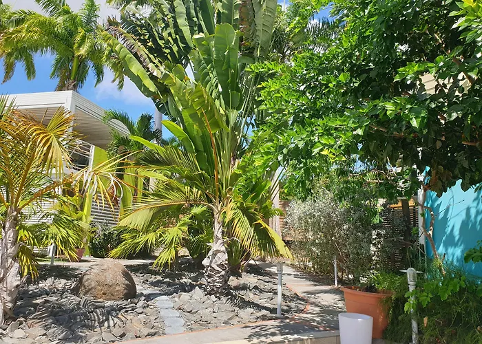  Majesty Palm