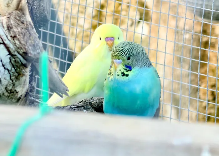 Giggly Nest