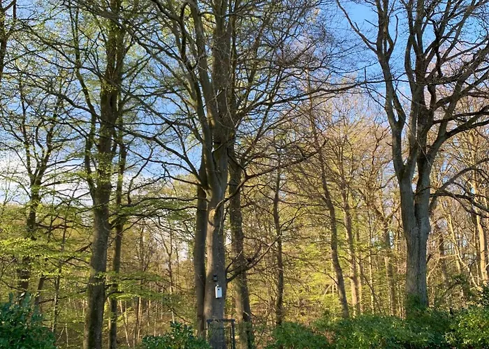 Experience The Forest And Sea