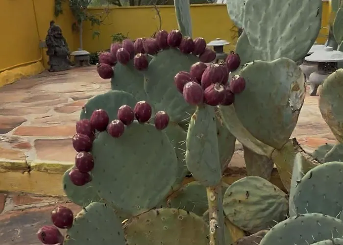 Hacienda Del Soul