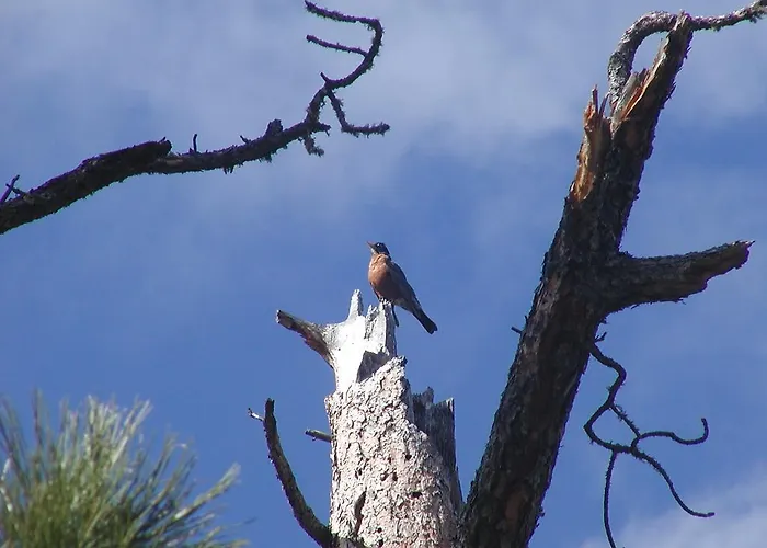 Your Cabin rentals Thunderheart
